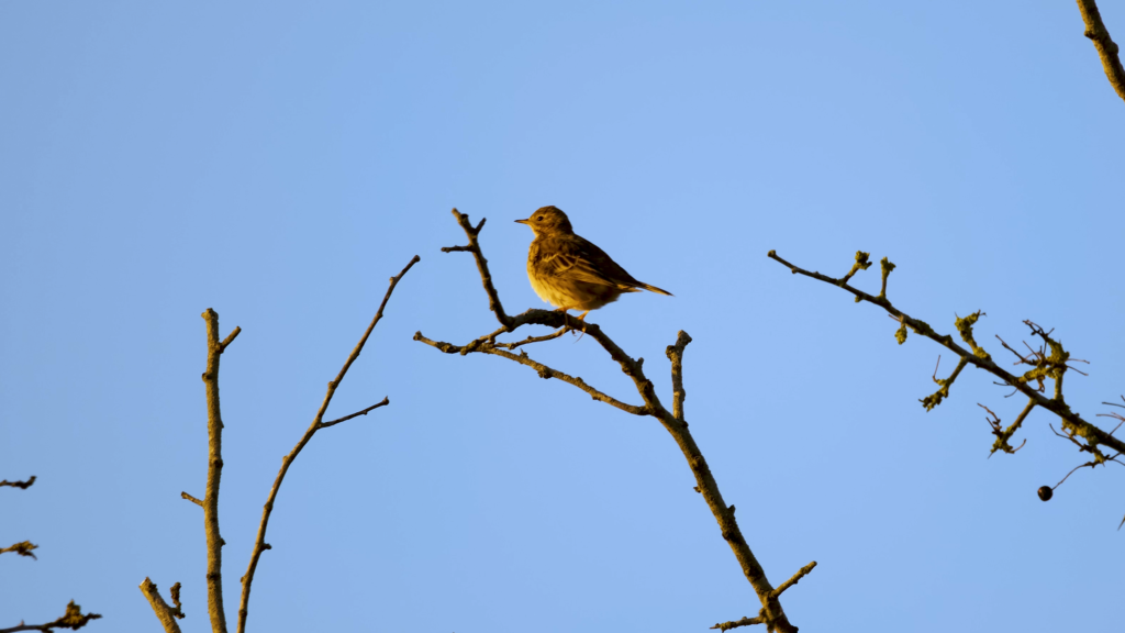 Skylark