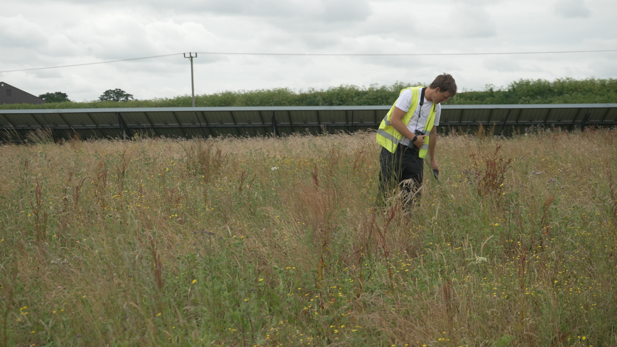 Biodiversity baselines at Clayhill Solar Farm 
